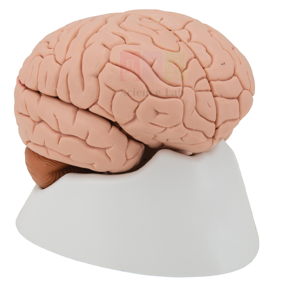 Human Brain Model, 4 Parts